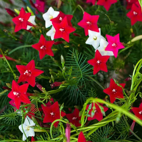 Cypress Vine (Ipomoea quamoclit) | Fast-Growing Flowering Climber