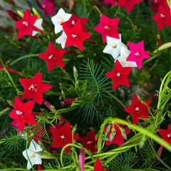Cypress Vine (Ipomoea quamoclit) | Fast-Growing Flowering Climber