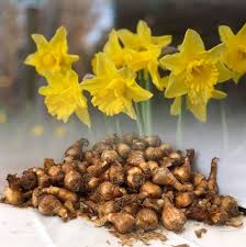 Imported Daffodils Bulbs (Bright Yellow)