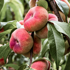 Donut Peach Plant  Unique Flat, Sweet & Juicy Peach Variety