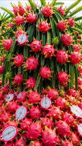Dragon Fruit Plant in Pakistan  Fast-Growing, Fruit-Bearing Cactus for Home Gardens