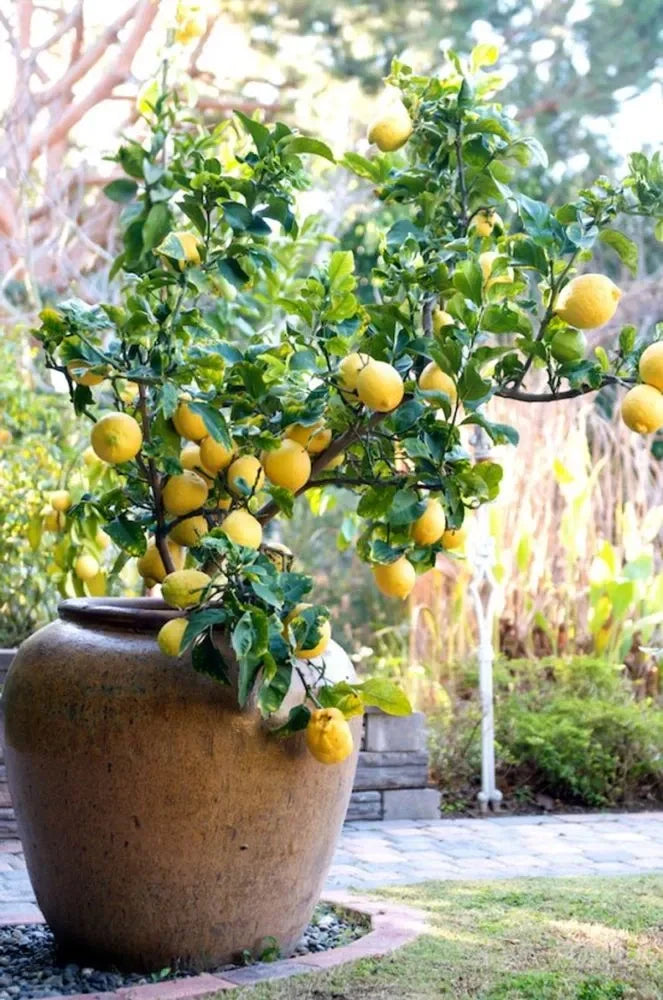Eureka Lemon Plant in Pakistan  High Yield, Juicy Lemons All Year