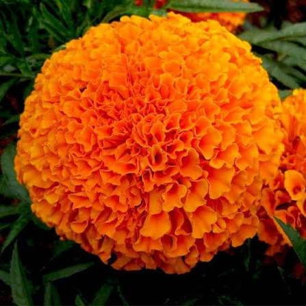 F1 Marigold Orange Plant  Bright Hybrid Blooms for Every Garden