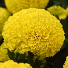 F1 Marigold Yellow Plant  Vibrant Blooms for a Brighter Garden