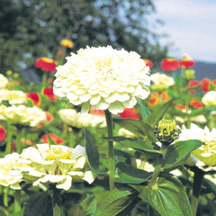 F1 Zinnia Dwarf White Seeds – Compact Summer Flower