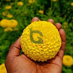 F1 African Marigold Spun Yellow Dwarf Seeds in Pakistan  Compact Bright Flowering Plant