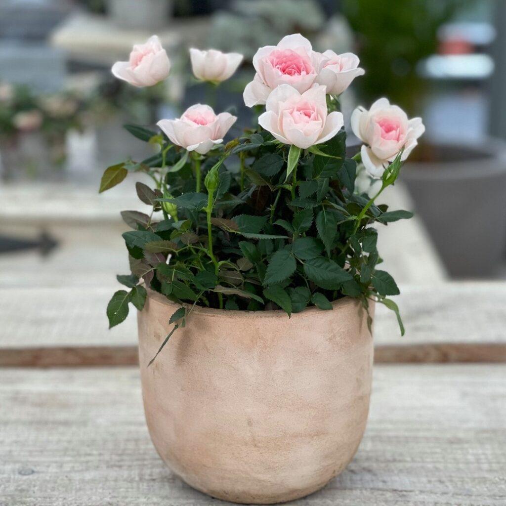 Miniature Rose Plants (Dark & Light Pink) – Premium Flowering Rose