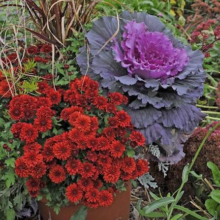 Flowering Kale & Flowering Cabbage Plants  Colorful Winter Ornamentals