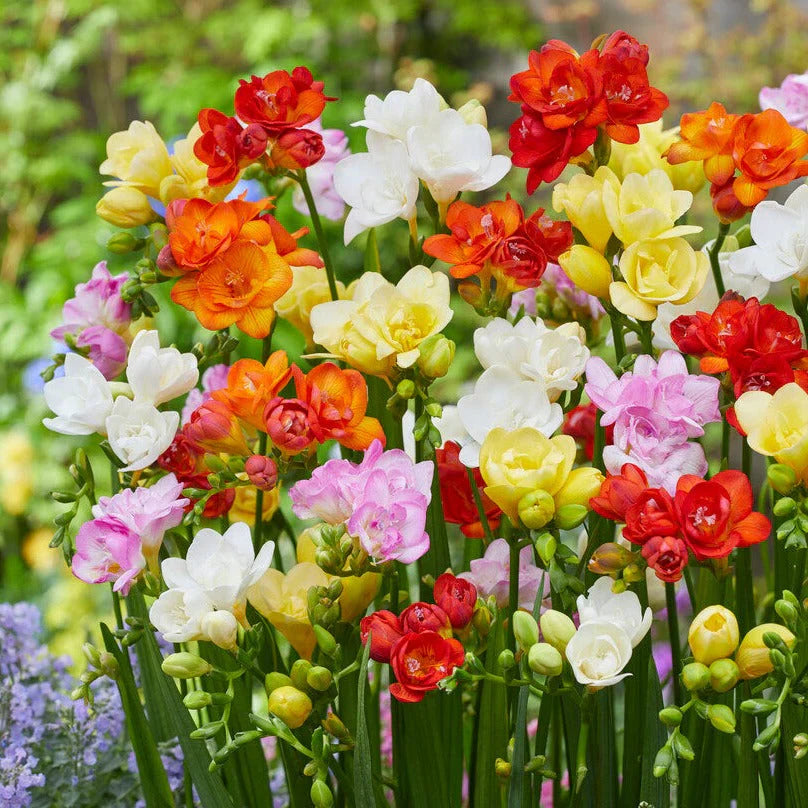 Freesia Flowering Bulbs  Fragrant & Colorful Garden Blooms