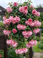 Fuchsia Plant  Hanging Beauty with Elegant Blooms