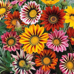 Gazania Sunshine Seeds in Pakistan  Bright Sun-Loving Seasonal Flowering Plants