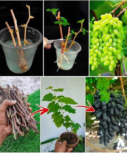 Grapes Cuttings for Sale  High-Quality Fruit Vine Cuttings for Home & Farm
