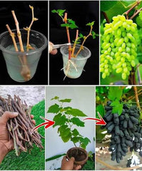 Grapes Cuttings for Sale  High-Quality Fruit Vine Cuttings for Home & Farm