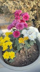 Gul-e-Daodi Flower Cuttings 6 shades  Easy-to-Grow Chrysanthemum Stems for Winter