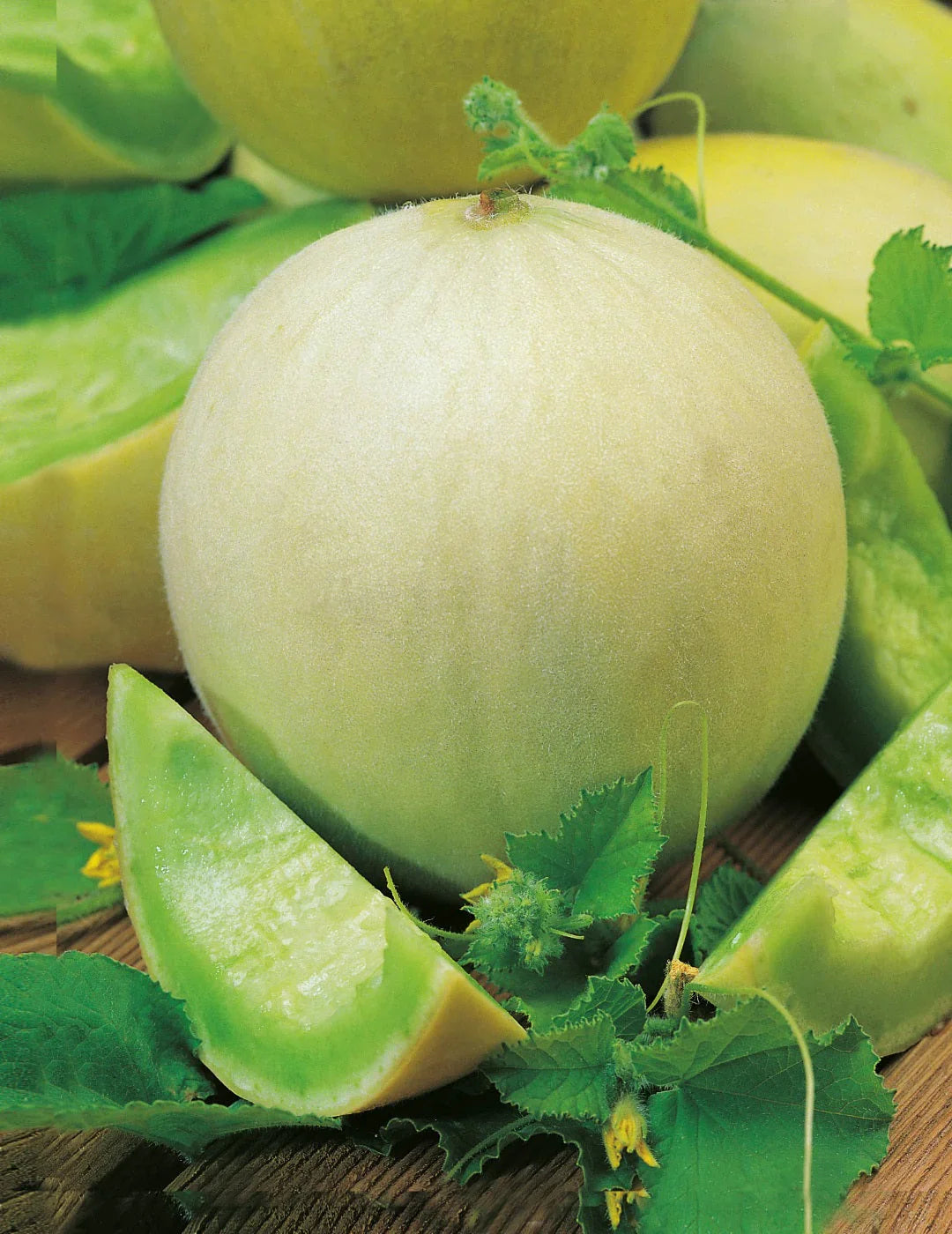 Honey Dew Melon Seeds (Hybrid) – Sweet Summer Melon