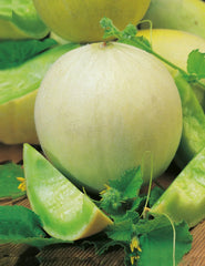 Honey Dew Melon Seeds (Hybrid) – Sweet Summer Melon