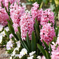Hyacinth Pink Flower Bulb  Fragrant Winter-Sown Blooms