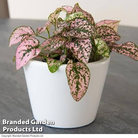 Hypoestes Pink Polka Dot Seeds – Colorful Foliage Indoor Plant