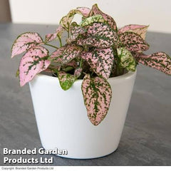 Hypoestes Pink Polka Dot Seeds – Colorful Foliage Indoor Plant