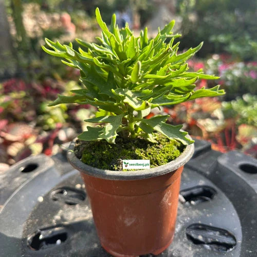 Imported Kalanchoe/Kalanchoi Plant  Long-Lasting Blooming Succulent for Home & Garden