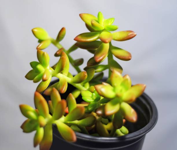 Buy Sedum Adolphe Succulent in Pakistan  Easy-Care Orange Sedum Plant