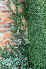Ivy Creeper Plant  Classic Evergreen Climber for Walls & Gardens