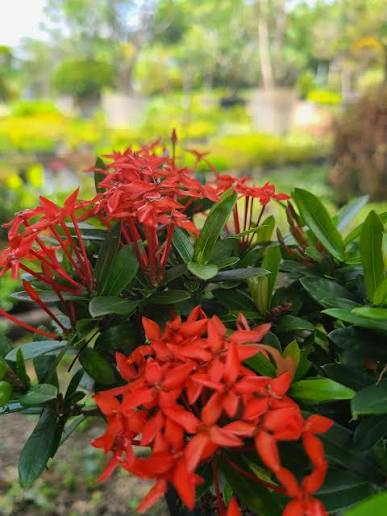 Big Ixora Red Plant | Evergreen Flowering Shrub for Gardens