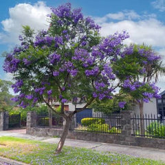 Jacaranda Tree Seeds – Ornamental Purple-Flowering Tree