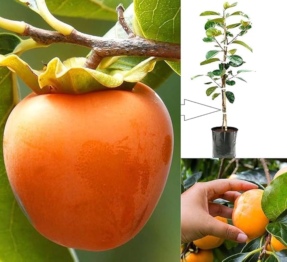 Japani Phal (Persimmon) Plant  Grafted, 2 Years Old, Premium Fruit Variety