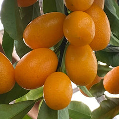 Kamkath (Kumquat)  Fruit-Bearing Plant