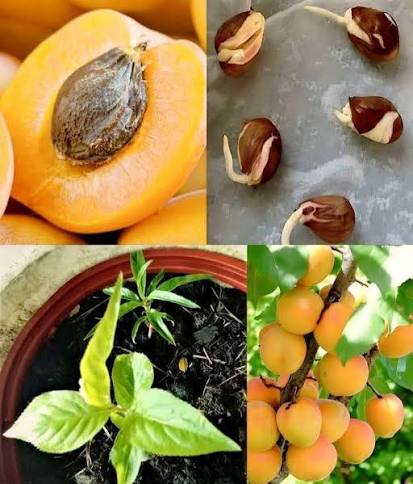 Khoobani (Apricot) Plant  Grafted, 2 Years Old, Early Fruiting Variety