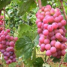 King Ruby Grapes Plant 3 Years Old  Fruiting Grafted Red Grapes Vine