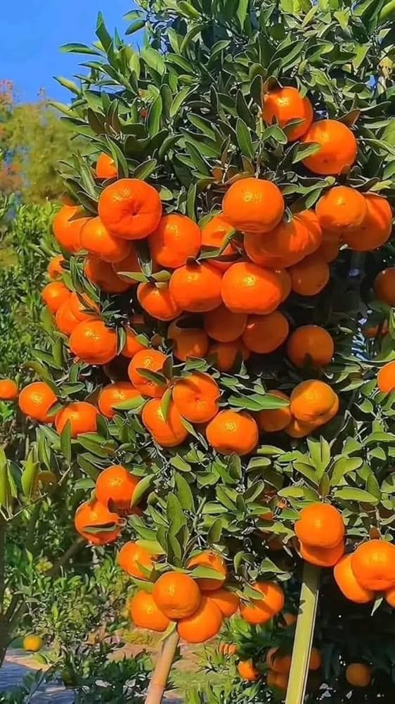 Kinnow Plant 2 Year Old  Citrus Fruit Tree for Home Garden