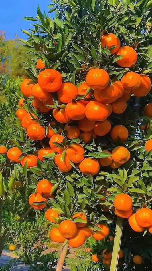 Kinnow Plant 2 Year Old  Citrus Fruit Tree for Home Garden