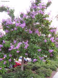 Lagerstroemia Plant (Crape Myrtle)  Long-Blooming Ornamental Tree