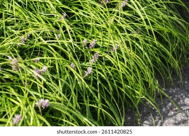 Lehroopi Grass  Natural Lawn & Ground Cover