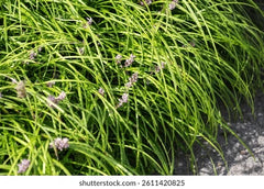 Lehroopi Grass  Natural Lawn & Ground Cover