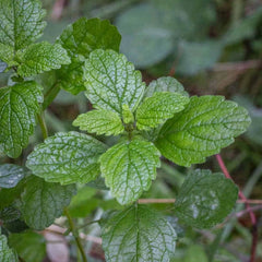 Lemon Balm Hybrid Seeds in Pakistan  Aromatic Herb Seeds for Tea & Healing Gardens