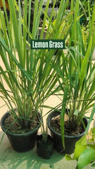 Lemon Grass Plant  Fresh Fragrant Herb for Garden & Home
