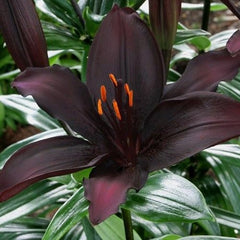 Lilium Blacklist Bulb (Black Lily)  The Symbol of Elegance and Mystery (Limited Stock)