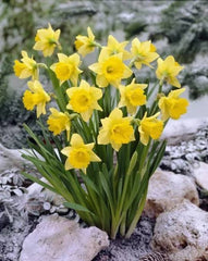 Local Daffodil Flowering Bulbs  Bright Spring Blooms