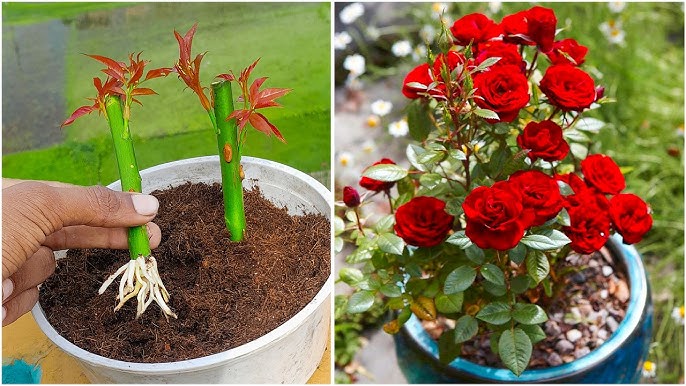 Local Rose Vine Cuttings  Healthy, Easy-to-Grow Cuttings for Home Gardens