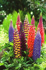 Lupins Mix Seeds in Pakistan  Colorful Spiked Flowering Plants for Seasonal Gardening