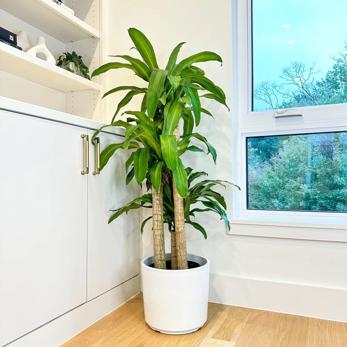 Corn Leaf Dracaena Plant – Premium Indoor Ornamental Foliage Plant