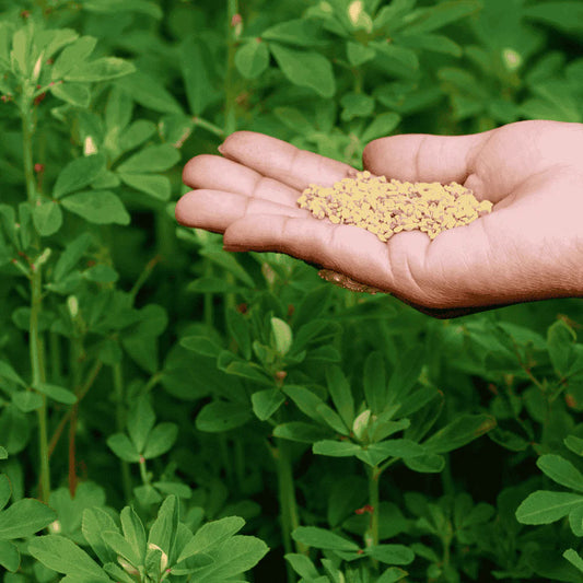 Hybrid Meethi Seeds  Fast-Growing Fenugreek for High Yield