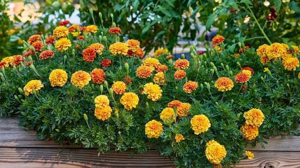 1 Marigold Golden Plant  Bright & Long-Lasting Summer Blooms