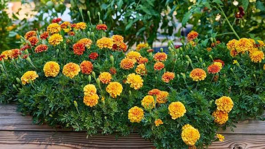 1 Marigold Golden Plant  Bright & Long-Lasting Summer Blooms