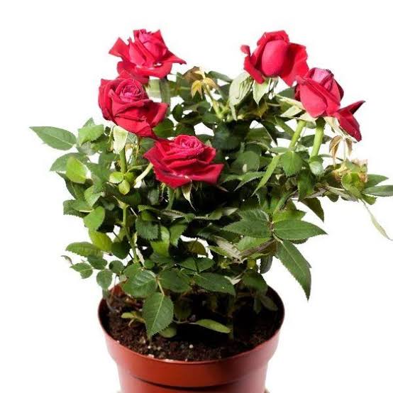 Miniature Rose Vine Cuttings for Sale  Compact, Free-Flowering Roses for Small Spaces