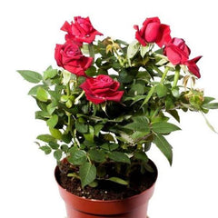 Miniature Rose Vine Cuttings for Sale  Compact, Free-Flowering Roses for Small Spaces