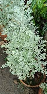 Mushk-e-Amber Plant  Rare Fragrant & Spiritual Plant